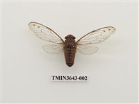 藏品(臺灣姬蟬)的圖片